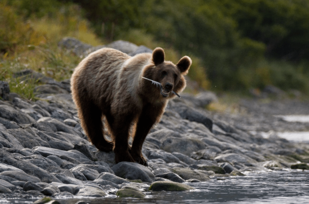 Cruise <b>Jewel of the Russian Far East: Kamchatka Coast</b>