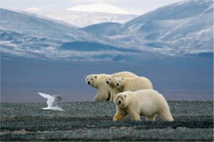 <b>Wrangel island: across the top of the world</b>