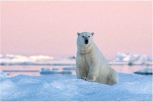 <b>Wrangel island: across the top of the world</b> <b>Wrangel island: across the top of the world</b>