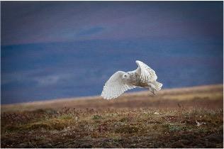 <b>Wrangel island: across the top of the world</b> <b>Wrangel island: across the top of the world</b>