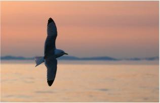 <b>Wrangel island: across the top of the world</b> <b>Wrangel island: across the top of the world</b>