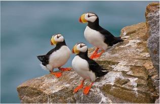 <b>Wrangel island: across the top of the world</b> <b>Wrangel island: across the top of the world</b>