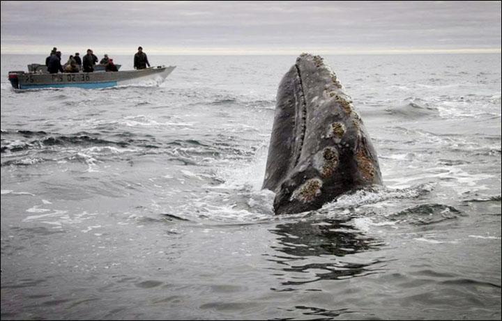 <b>Wrangel island: across the top of the world</b> <b>Wrangel island: across the top of the world</b>