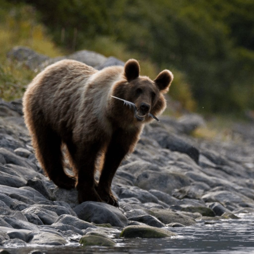 kamchatkabear